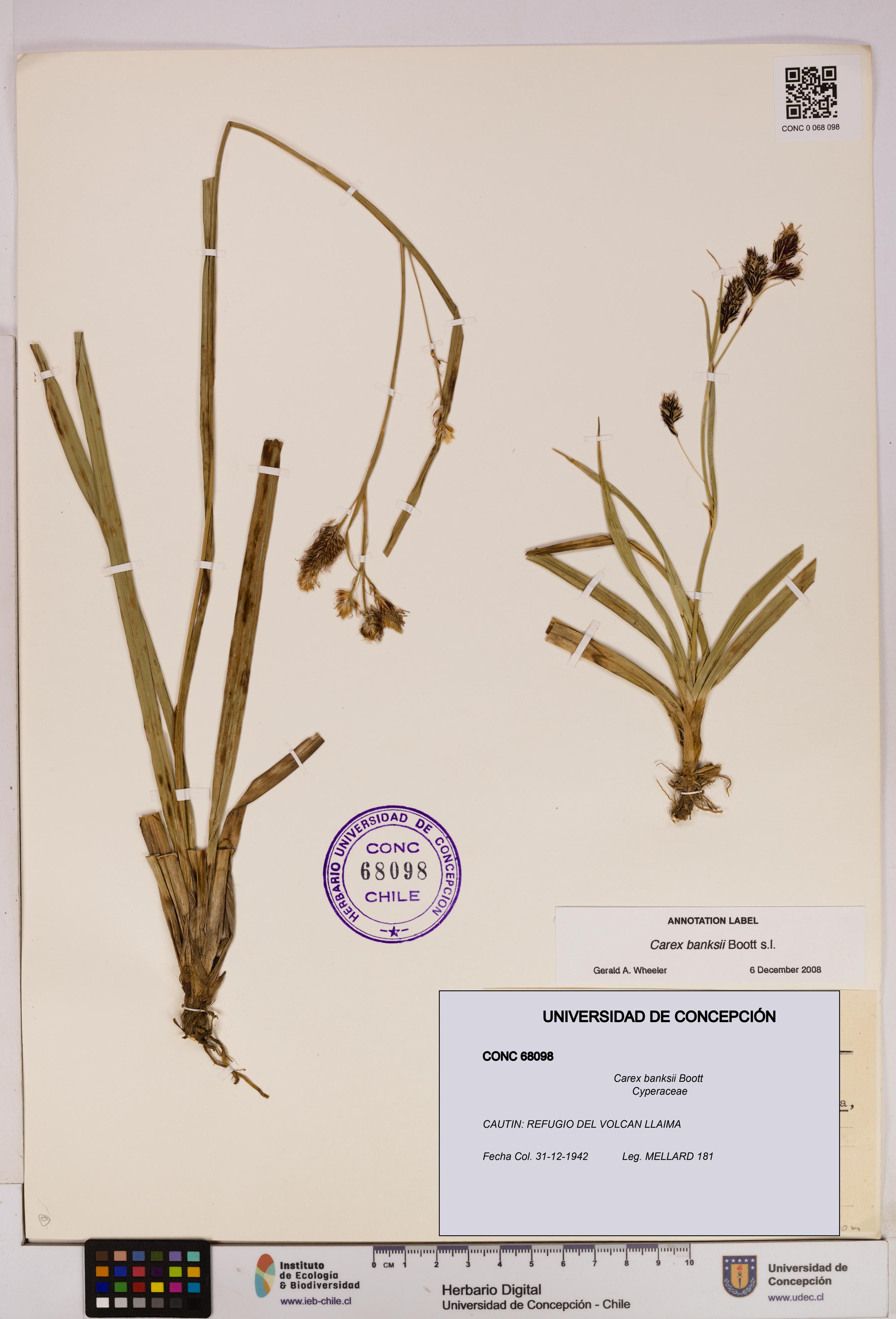 Carex banksii [Espécimen: UDEC:CONC:0068098]