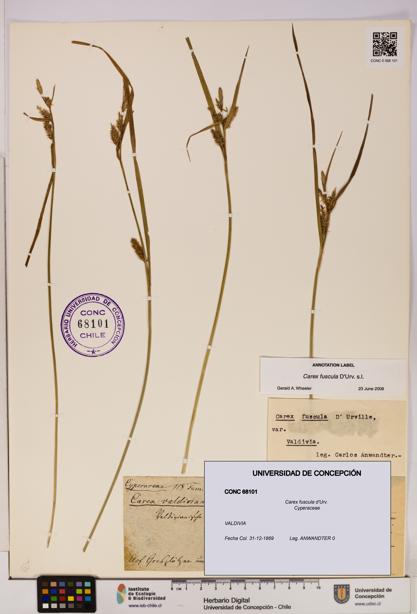 Carex fuscula [Espécimen: UDEC:CONC:0068101]