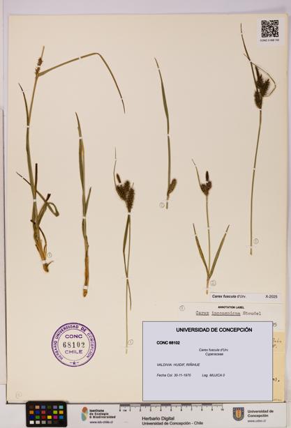 Carex fuscula [Espécimen: UDEC:CONC:0068102]