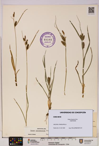 Carex fuscula [Espécimen: UDEC:CONC:0068103]