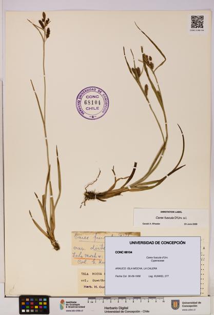 Carex fuscula [Espécimen: UDEC:CONC:0068104]