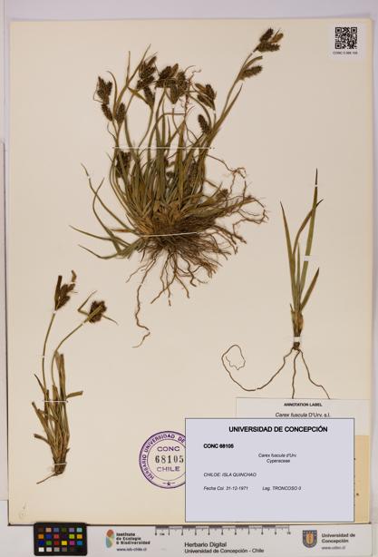 Carex fuscula [Espécimen: UDEC:CONC:0068105]