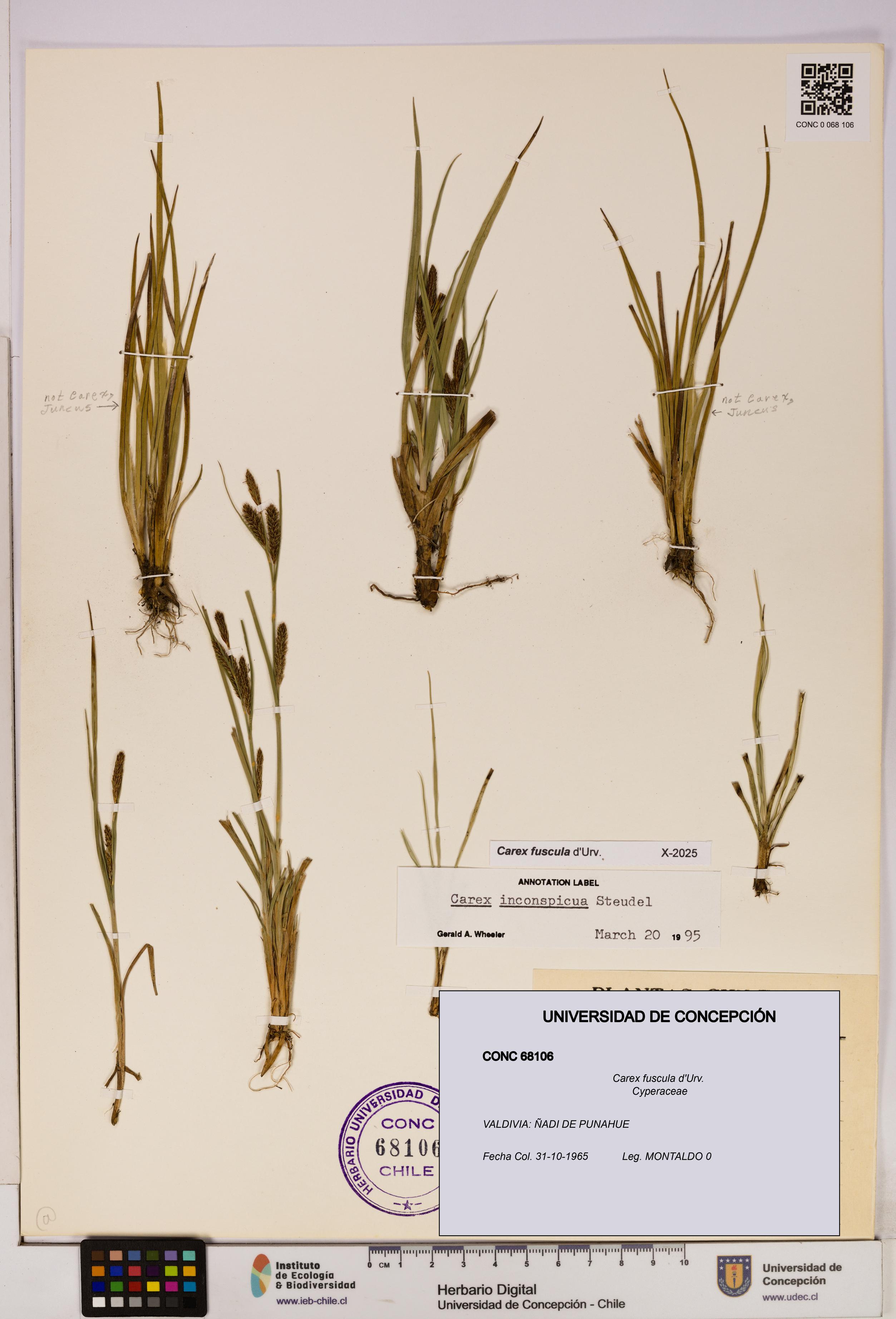 Carex fuscula [Espécimen: UDEC:CONC:0068106]