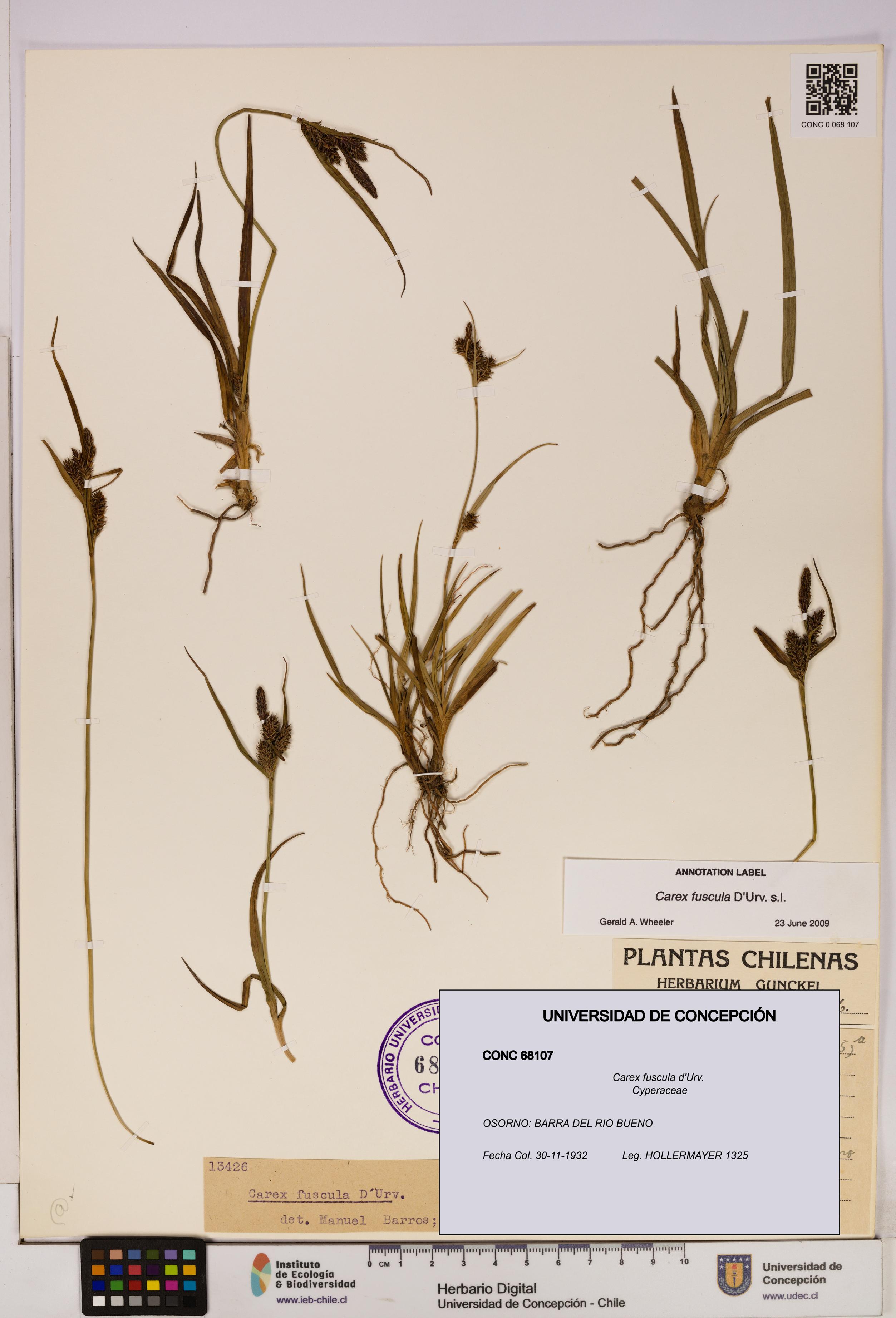 Carex fuscula [Espécimen: UDEC:CONC:0068107]