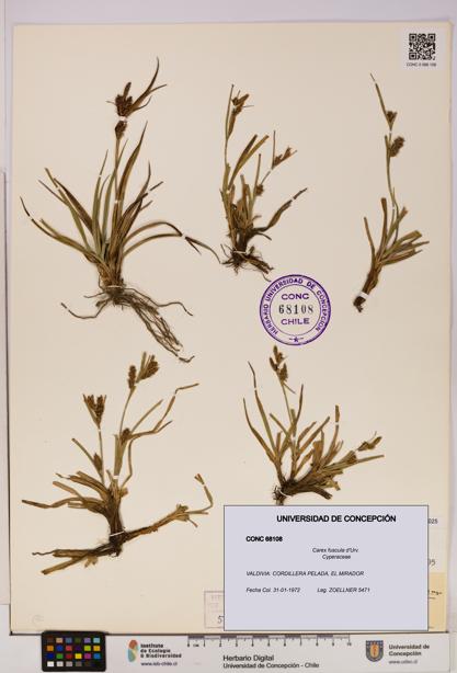 Carex fuscula [Espécimen: UDEC:CONC:0068108]