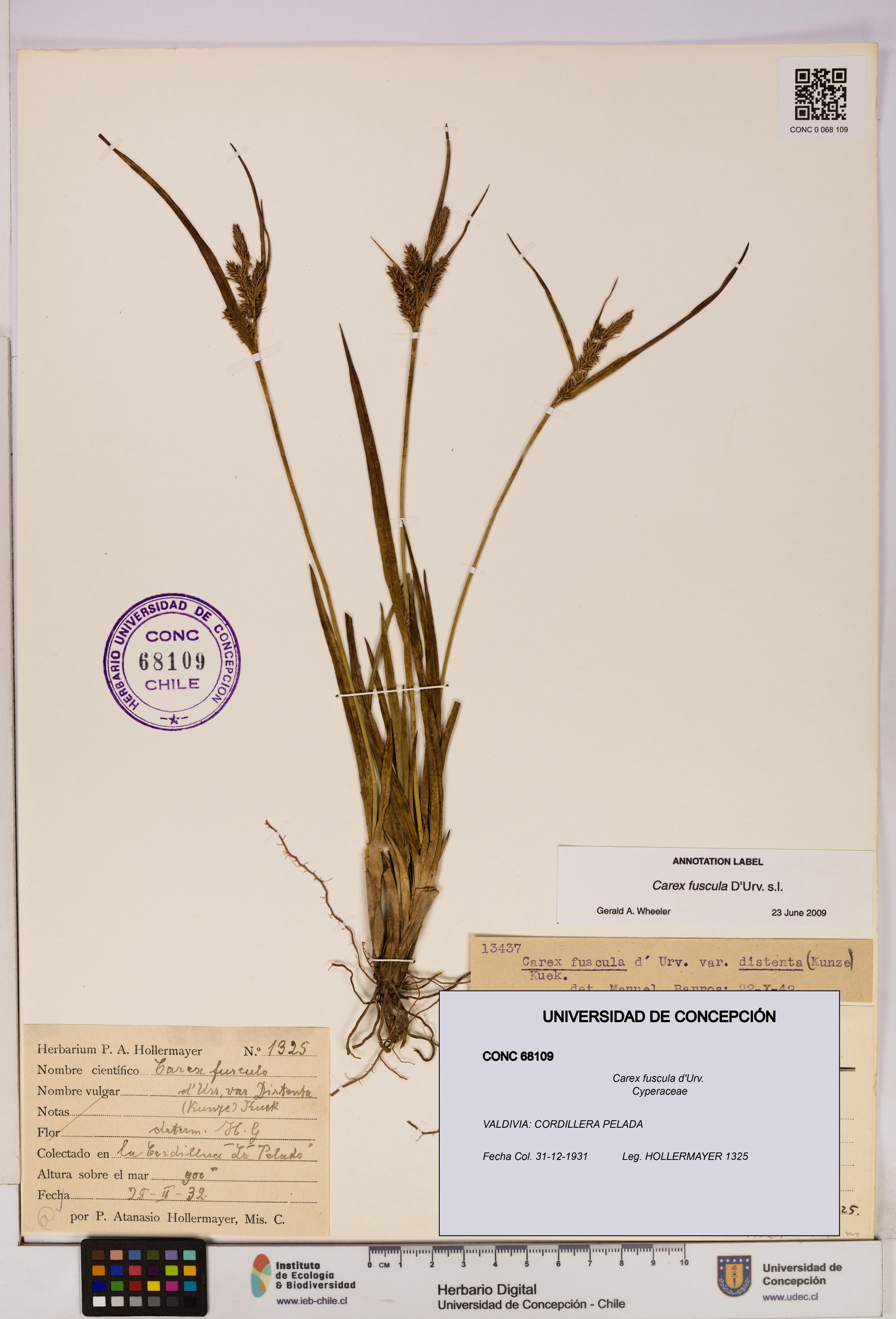 Carex fuscula [Espécimen: UDEC:CONC:0068109]