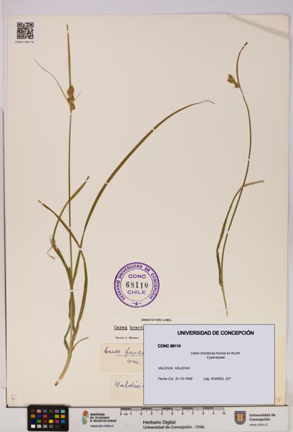 Carex bracteosa [Espécimen: UDEC:CONC:0068110]
