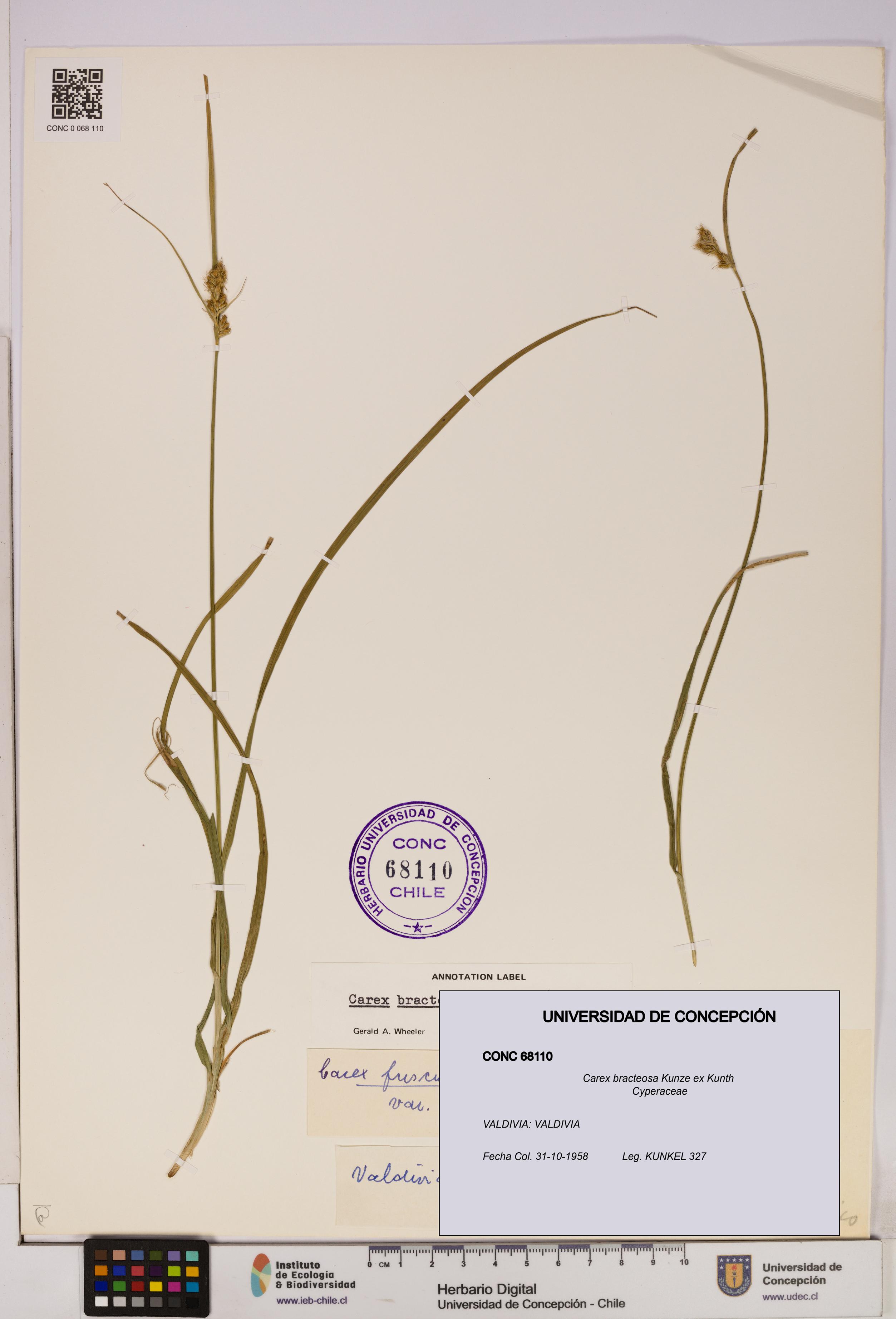 Carex bracteosa [Espécimen: UDEC:CONC:0068110]