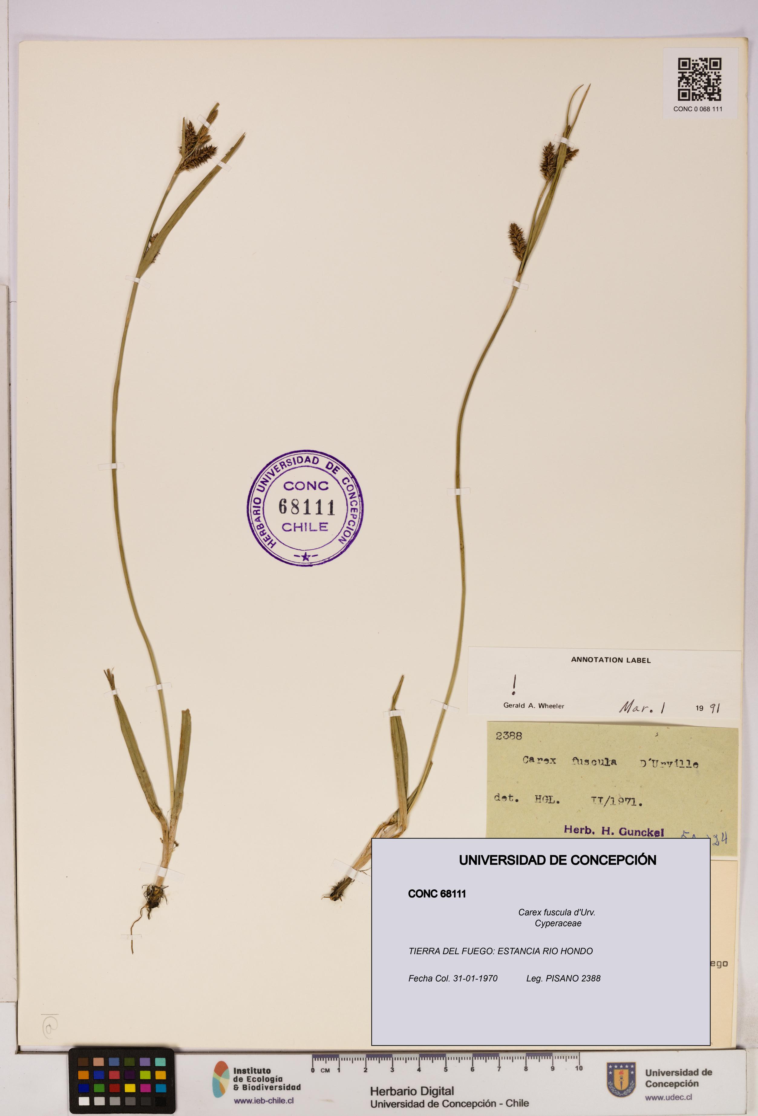 Carex fuscula [Espécimen: UDEC:CONC:0068111]