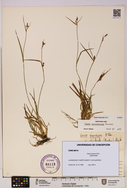 Carex fuscula [Espécimen: UDEC:CONC:0068113]