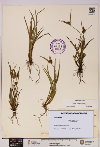 Carex fuscula [Espécimen: UDEC:CONC:0068115]