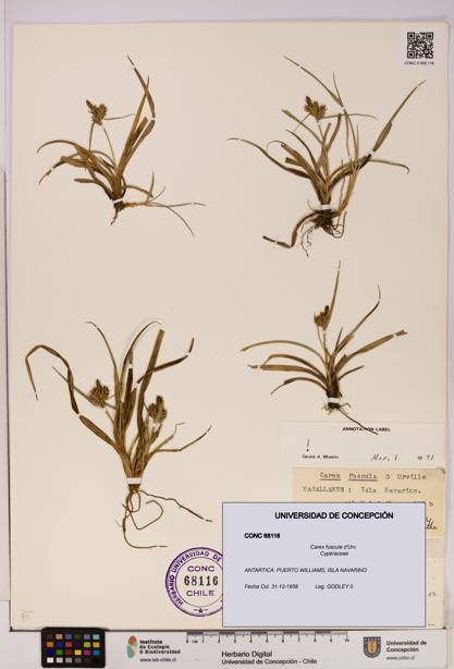 Carex fuscula [Espécimen: UDEC:CONC:0068116]