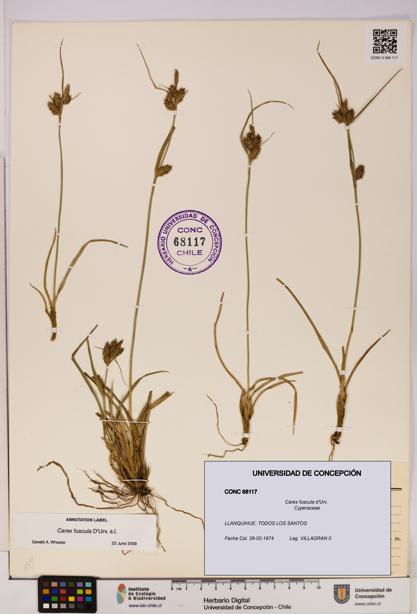 Carex fuscula [Espécimen: UDEC:CONC:0068117]