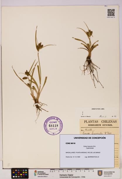 Carex fuscula [Espécimen: UDEC:CONC:0068118]