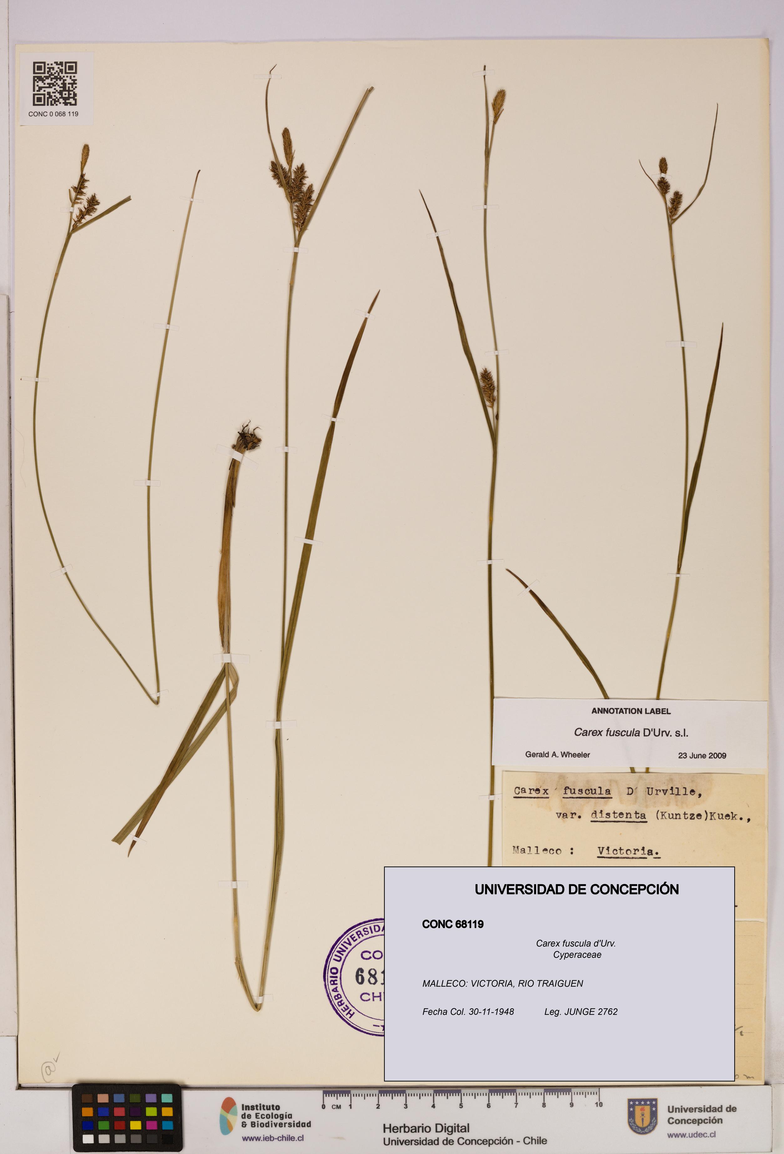 Carex fuscula [Espécimen: UDEC:CONC:0068119]