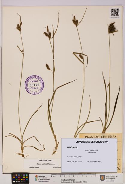 Carex fuscula [Espécimen: UDEC:CONC:0068120]