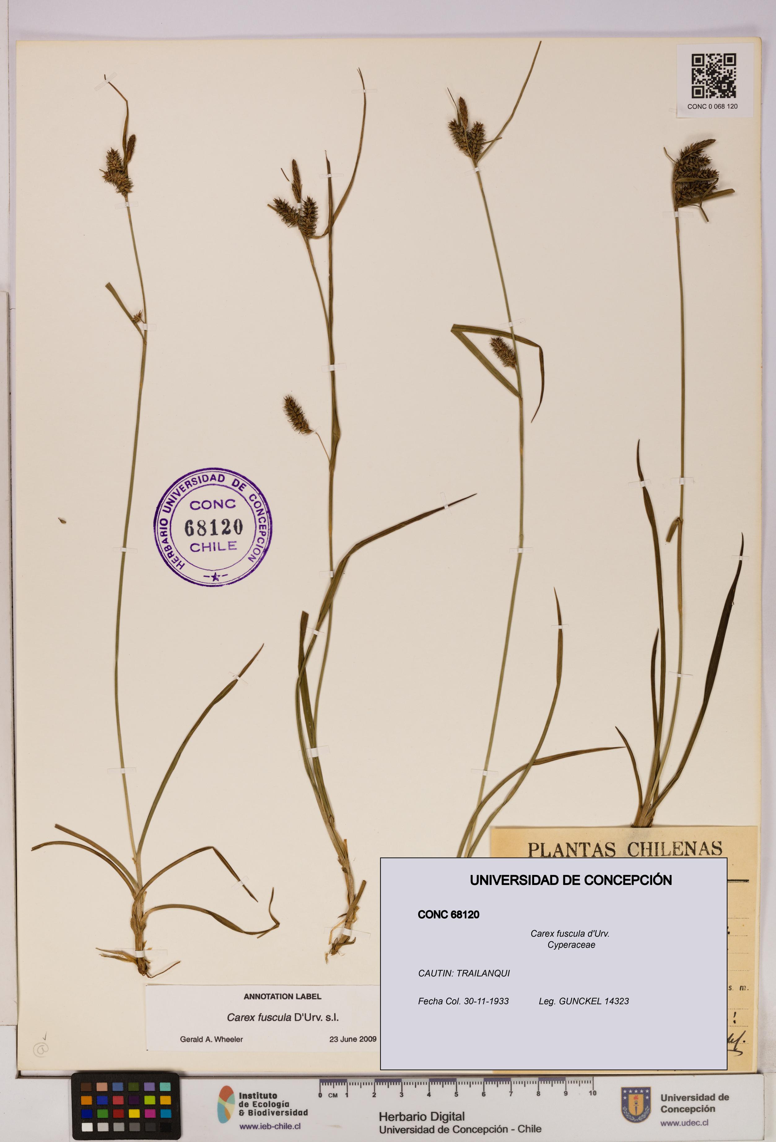 Carex fuscula [Espécimen: UDEC:CONC:0068120]