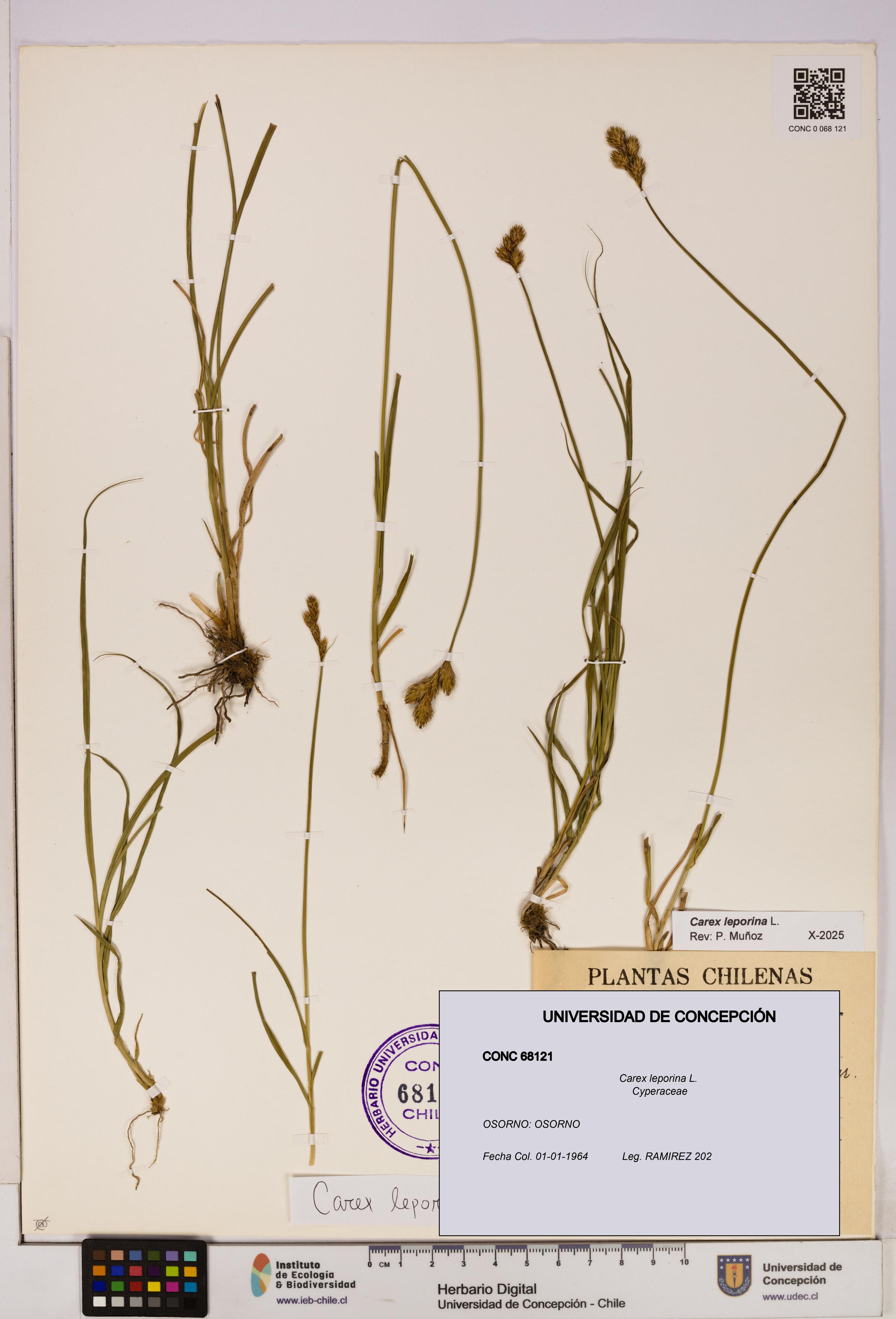 Carex leporina [Espécimen: UDEC:CONC:0068121]