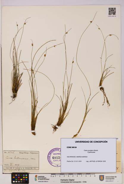 Carex pungens [Espécimen: UDEC:CONC:0068124]