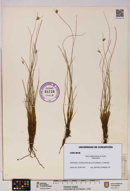 Carex setifolia [Espécimen: UDEC:CONC:0068126]