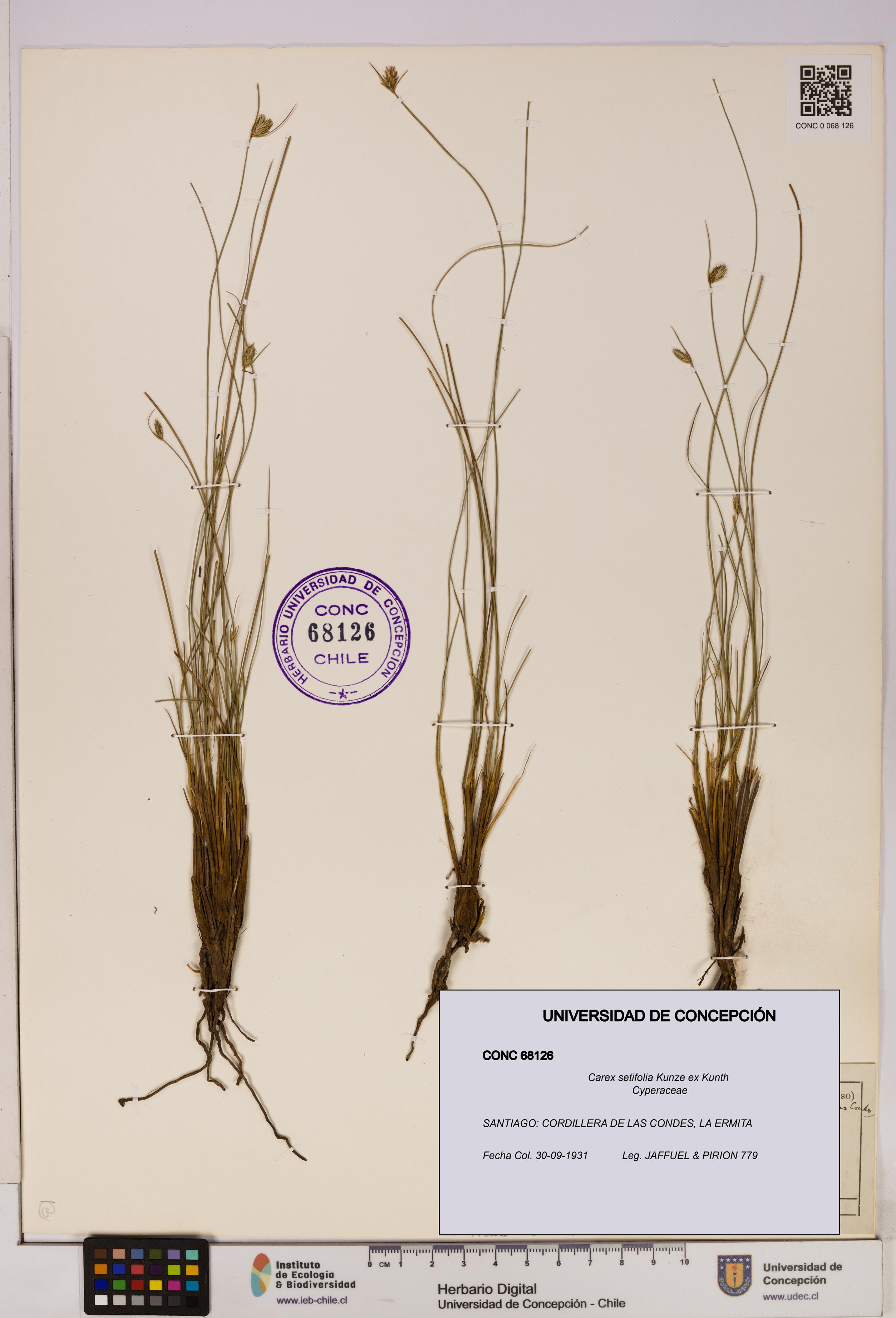Carex setifolia [Espécimen: UDEC:CONC:0068126]