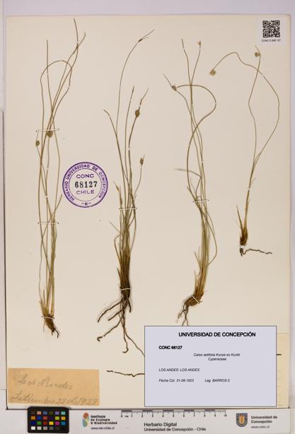 Carex setifolia [Espécimen: UDEC:CONC:0068127]