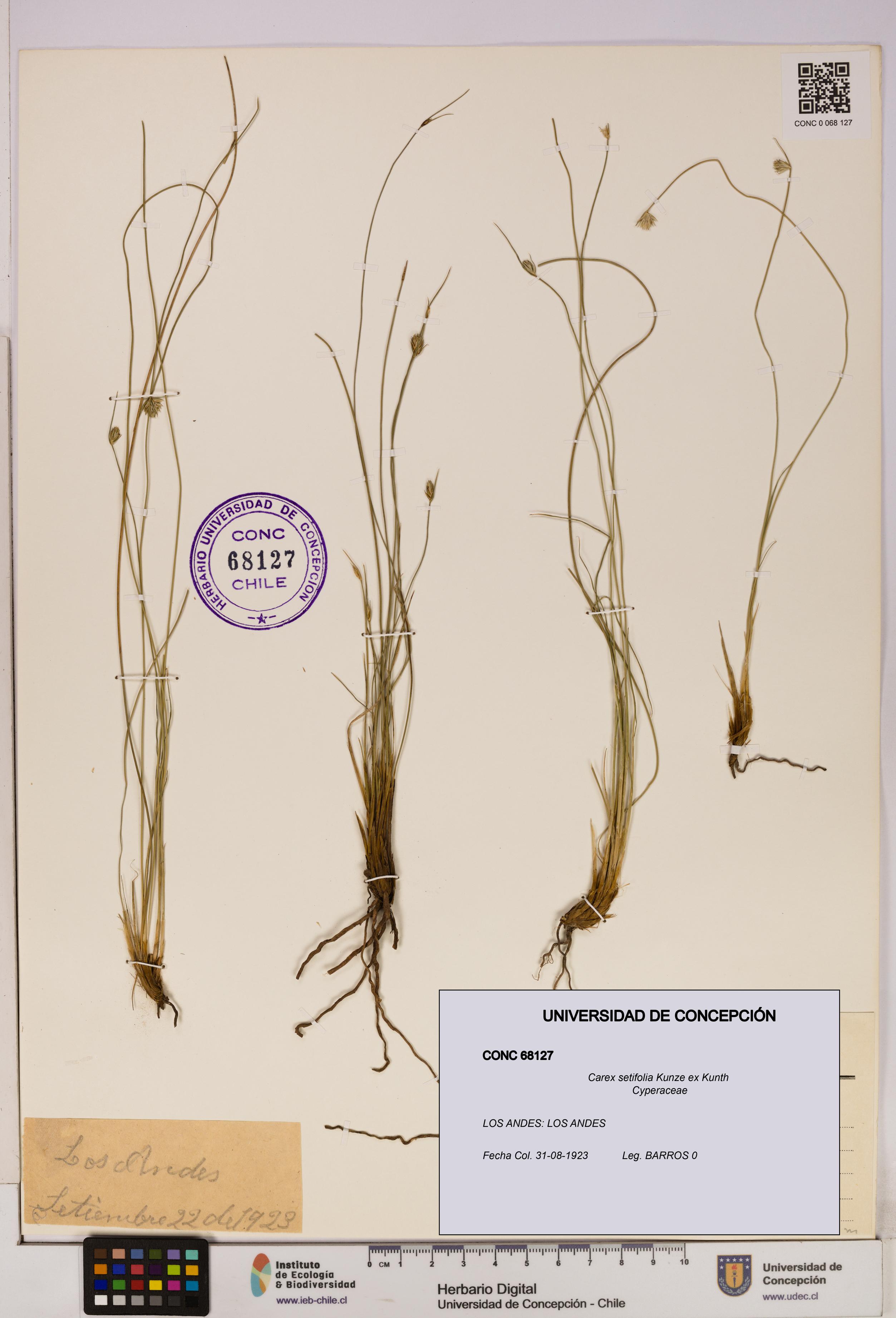 Carex setifolia [Espécimen: UDEC:CONC:0068127]