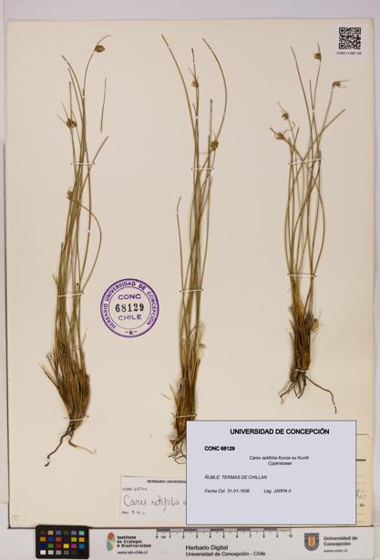 Carex setifolia [Espécimen: UDEC:CONC:0068129]