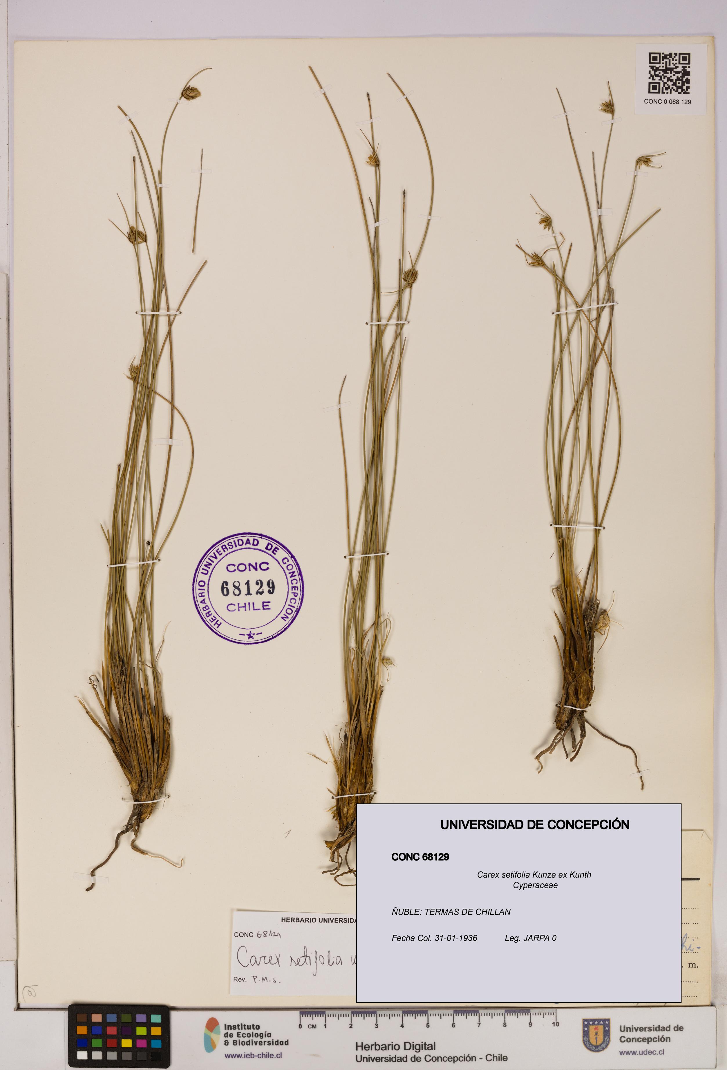 Carex setifolia [Espécimen: UDEC:CONC:0068129]