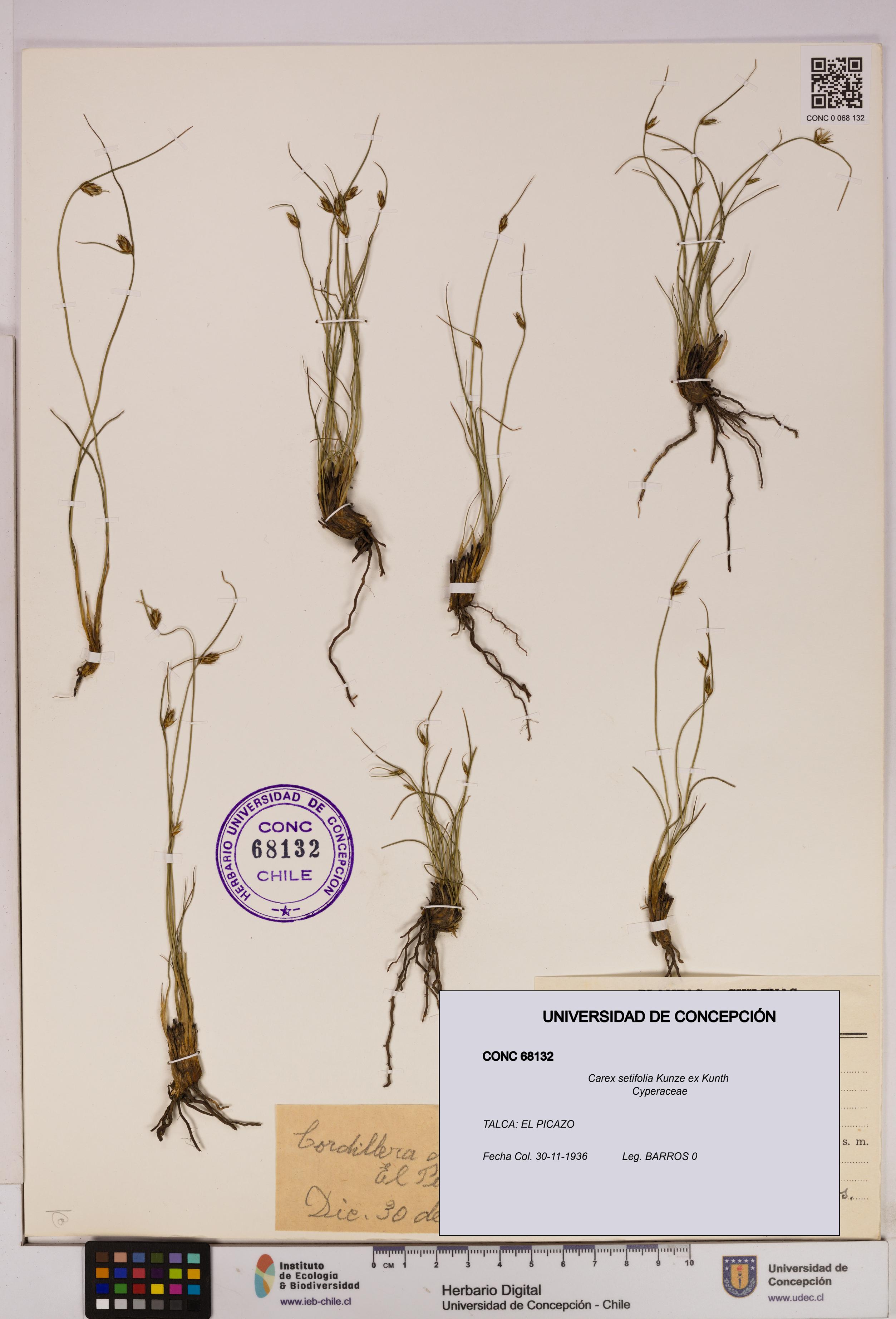 Carex setifolia [Espécimen: UDEC:CONC:0068132]