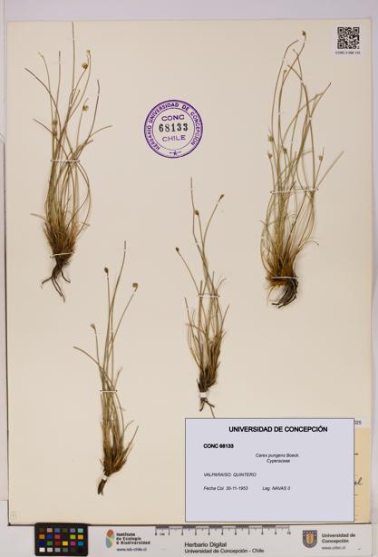 Carex pungens [Espécimen: UDEC:CONC:0068133]