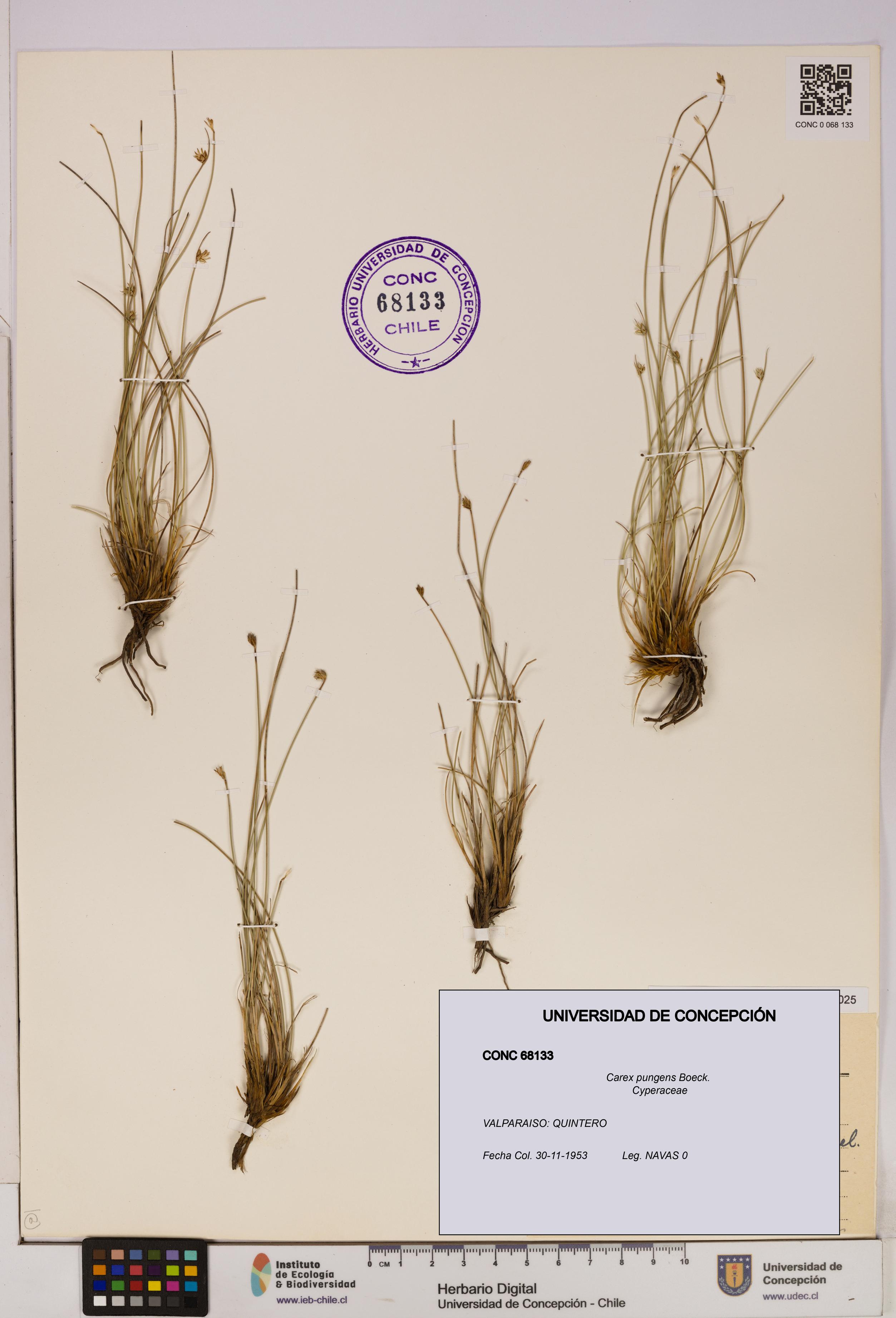 Carex pungens [Espécimen: UDEC:CONC:0068133]