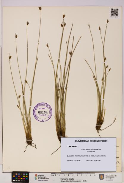 Carex setifolia [Espécimen: UDEC:CONC:0068134]
