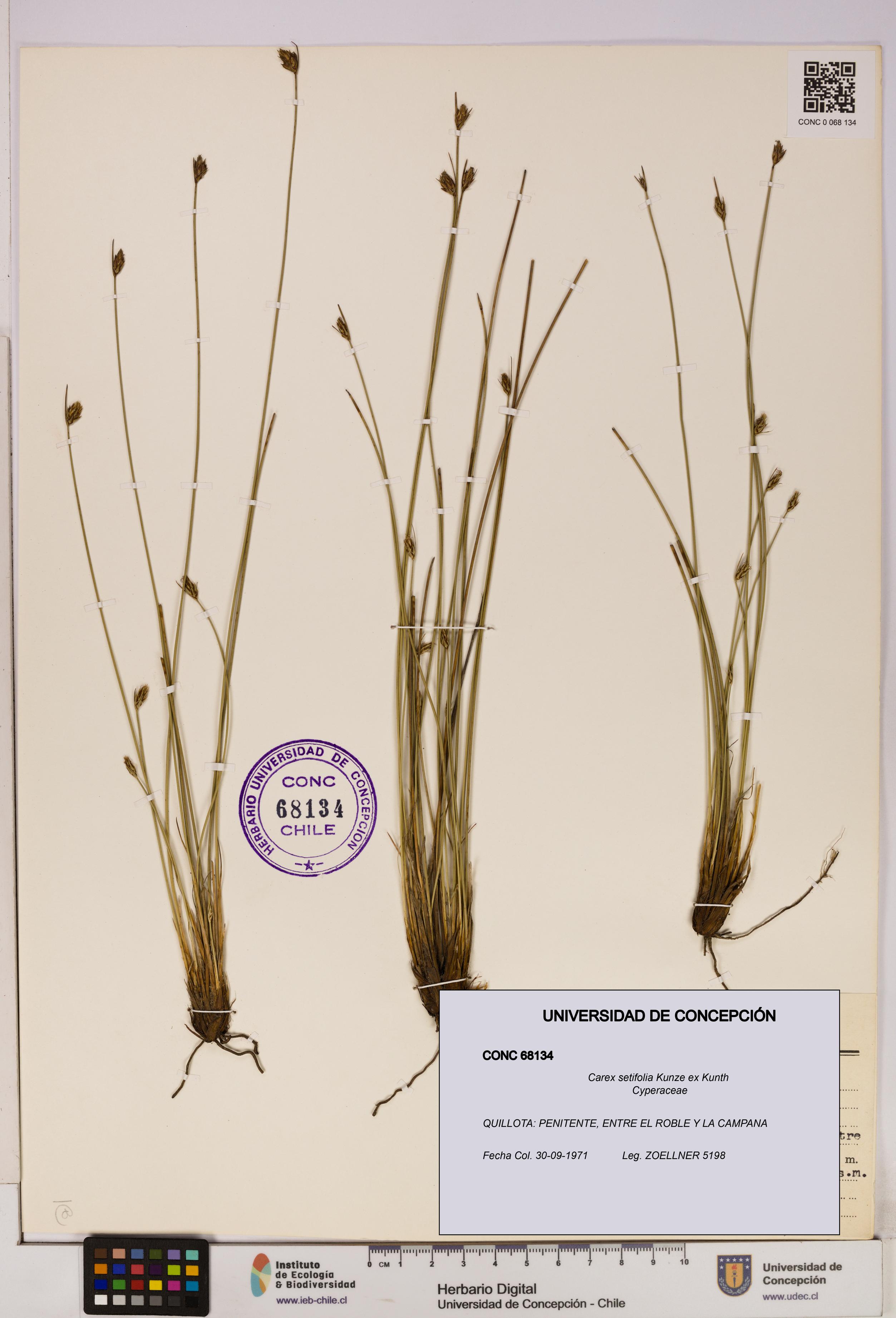 Carex setifolia [Espécimen: UDEC:CONC:0068134]