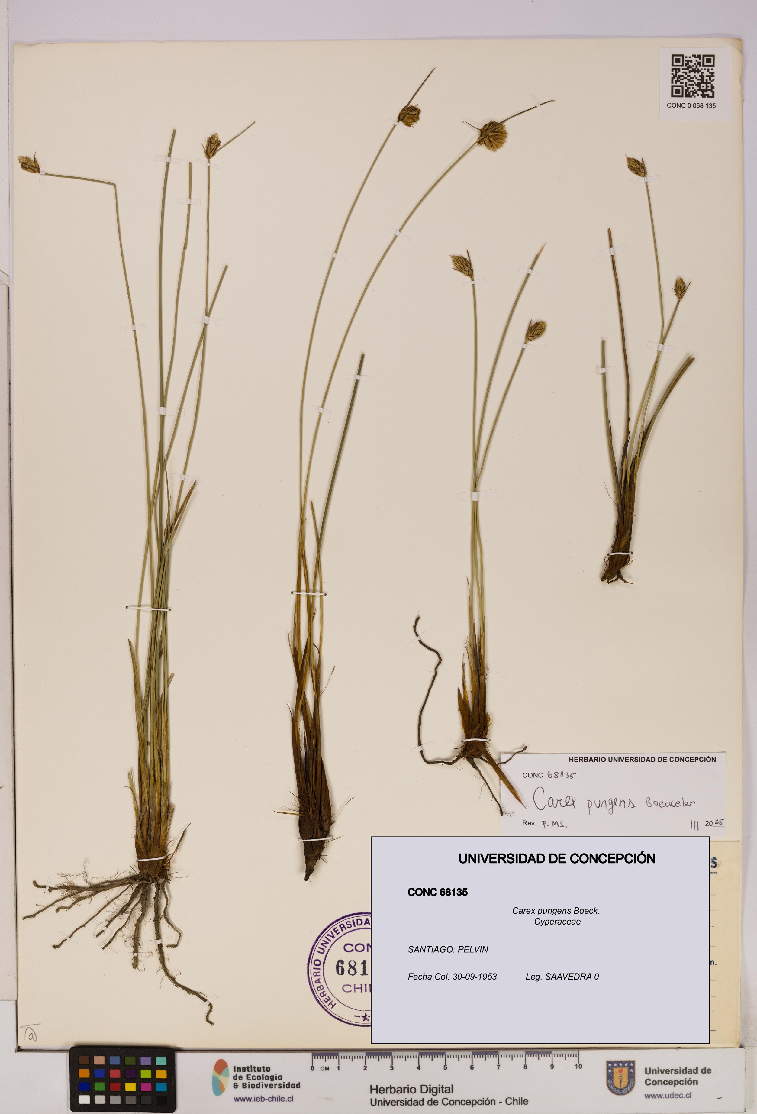 Carex pungens [Espécimen: UDEC:CONC:0068135]