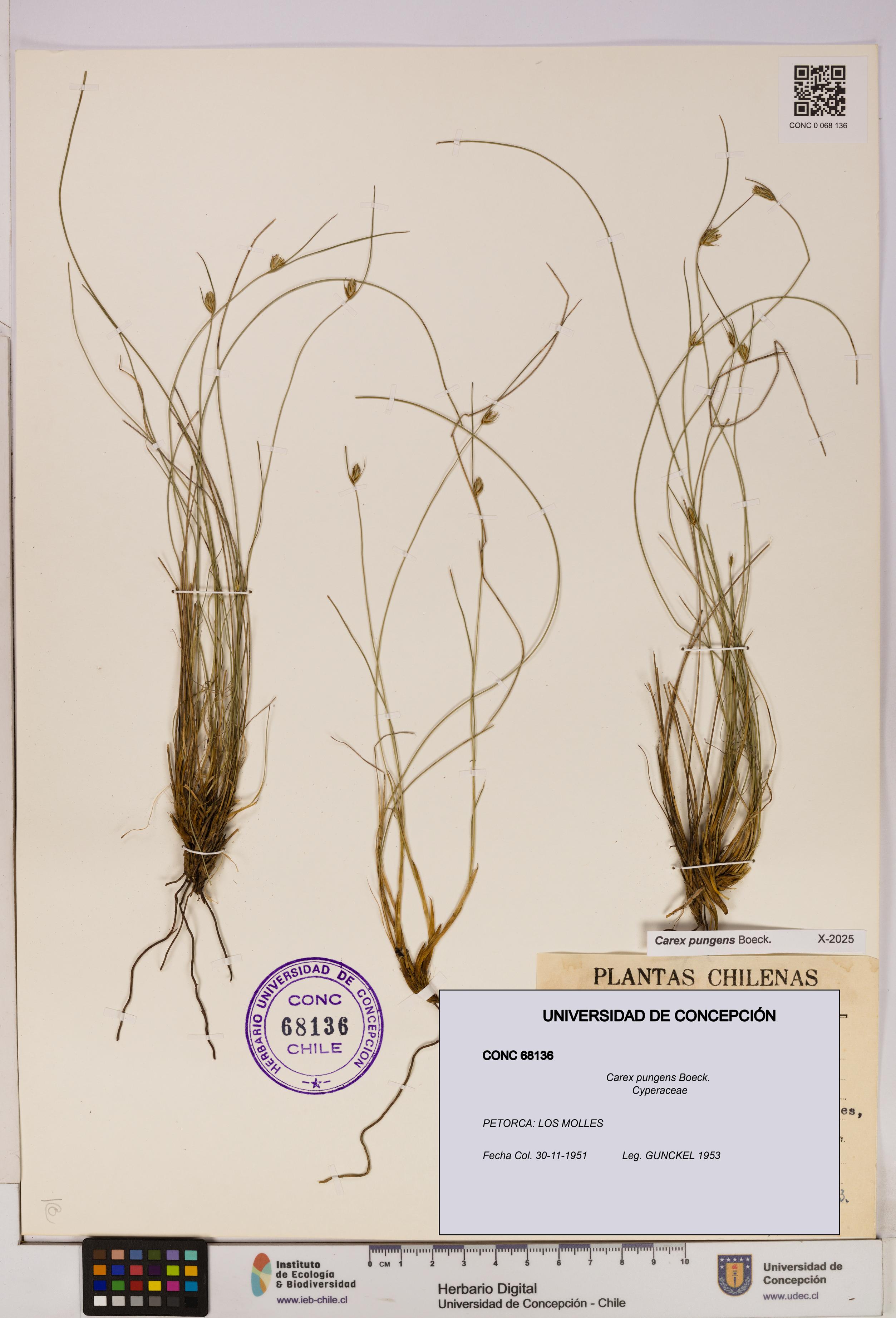 Carex pungens [Espécimen: UDEC:CONC:0068136]