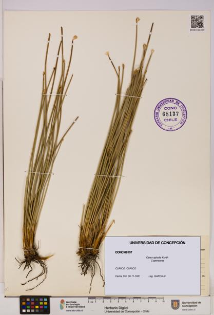 Carex aphylla [Espécimen: UDEC:CONC:0068137]