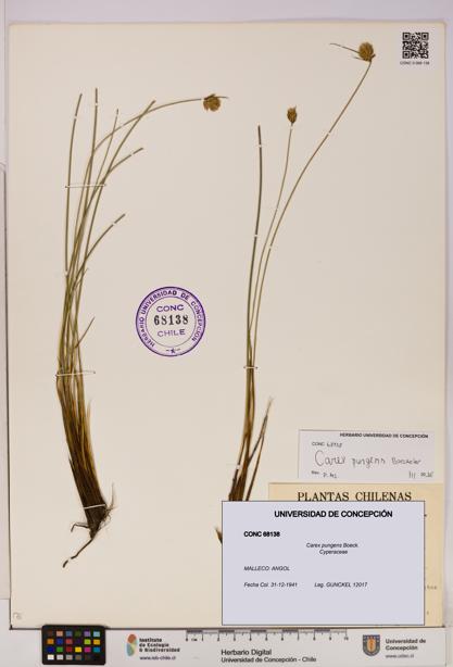 Carex pungens [Espécimen: UDEC:CONC:0068138]