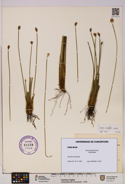 Carex aphylla [Espécimen: UDEC:CONC:0068139]
