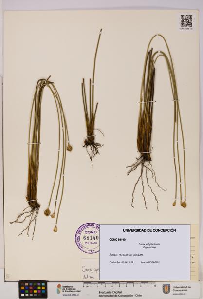Carex aphylla [Espécimen: UDEC:CONC:0068140]