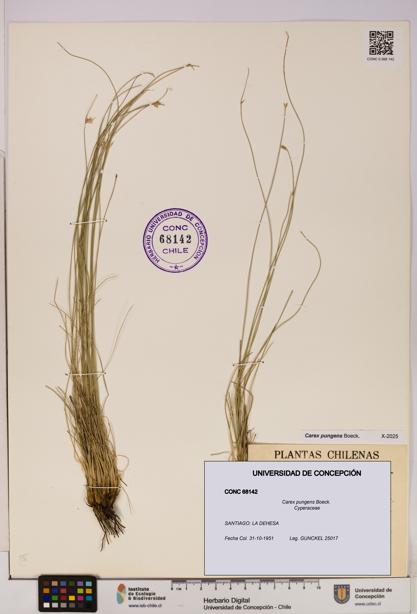 Carex pungens [Espécimen: UDEC:CONC:0068142]