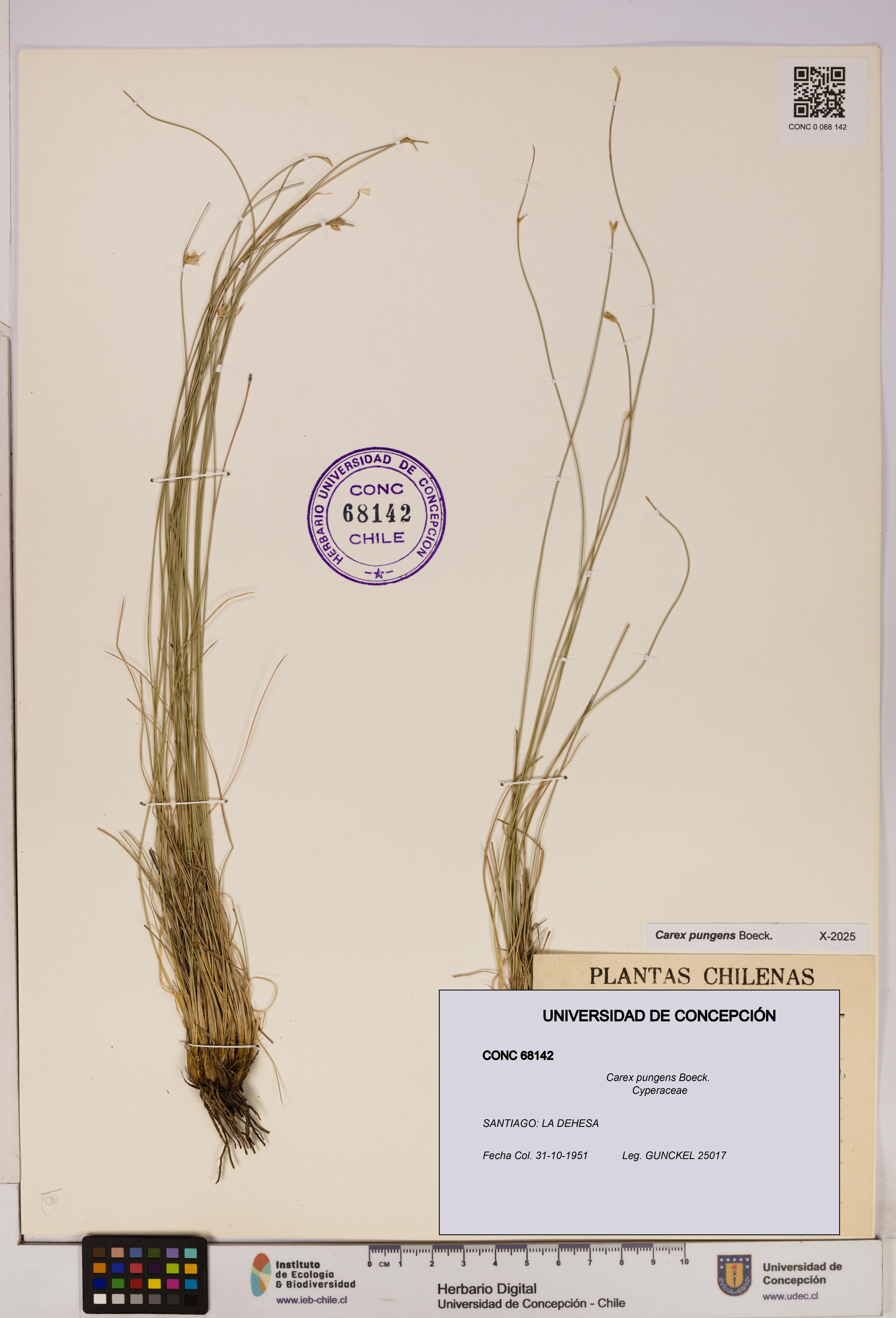 Carex pungens [Espécimen: UDEC:CONC:0068142]