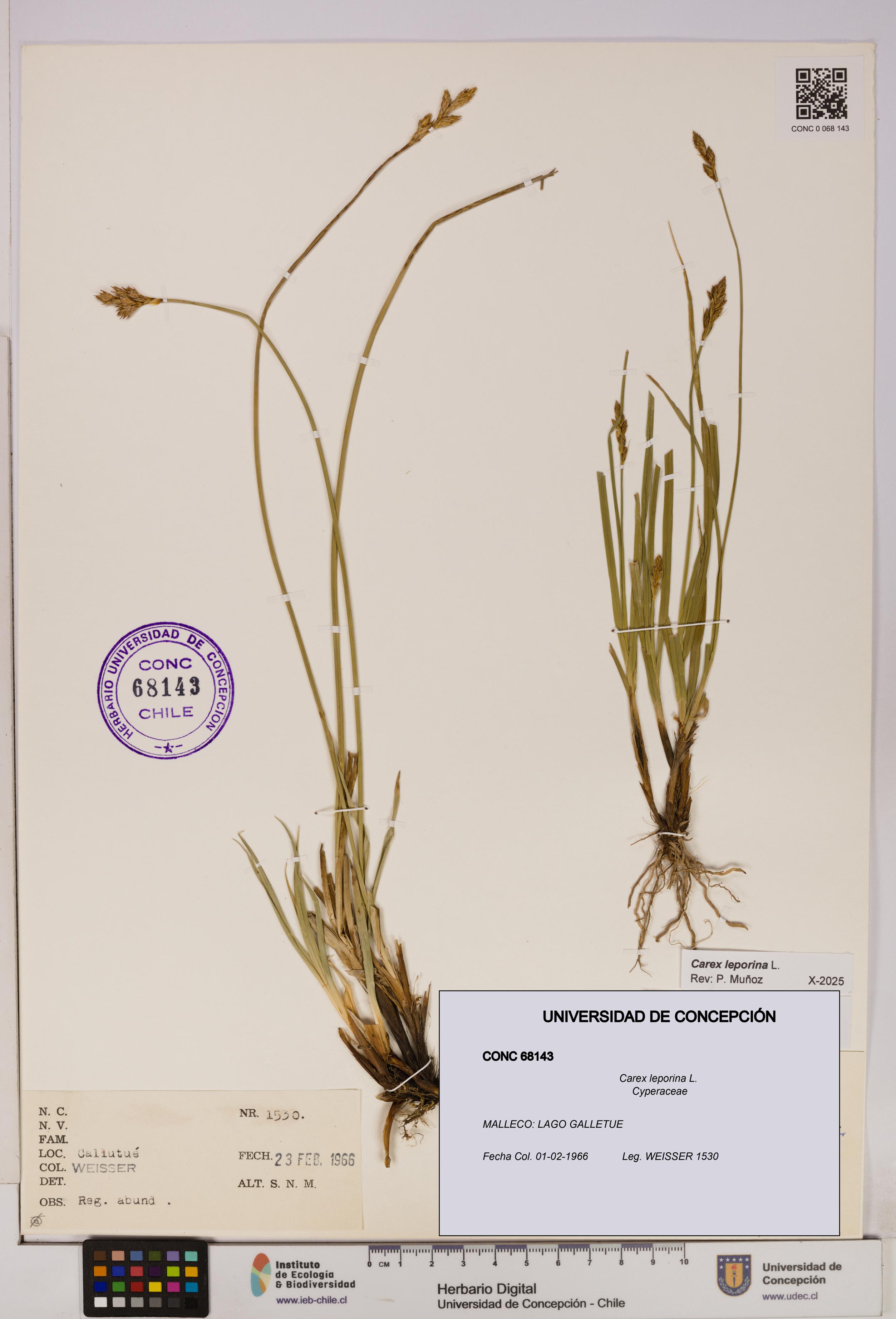 Carex leporina [Espécimen: UDEC:CONC:0068143]