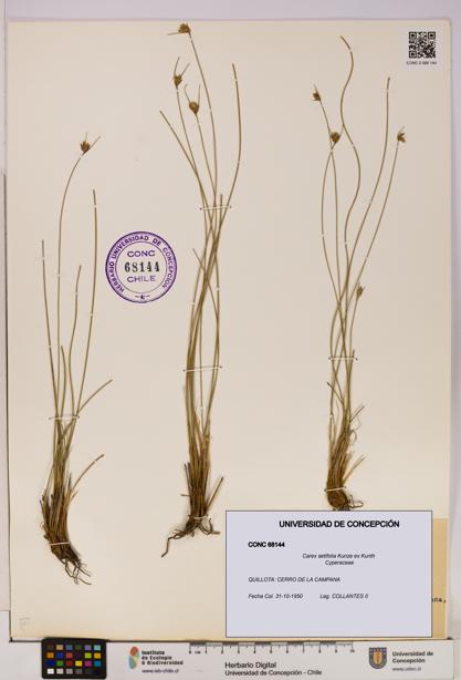Carex setifolia [Espécimen: UDEC:CONC:0068144]