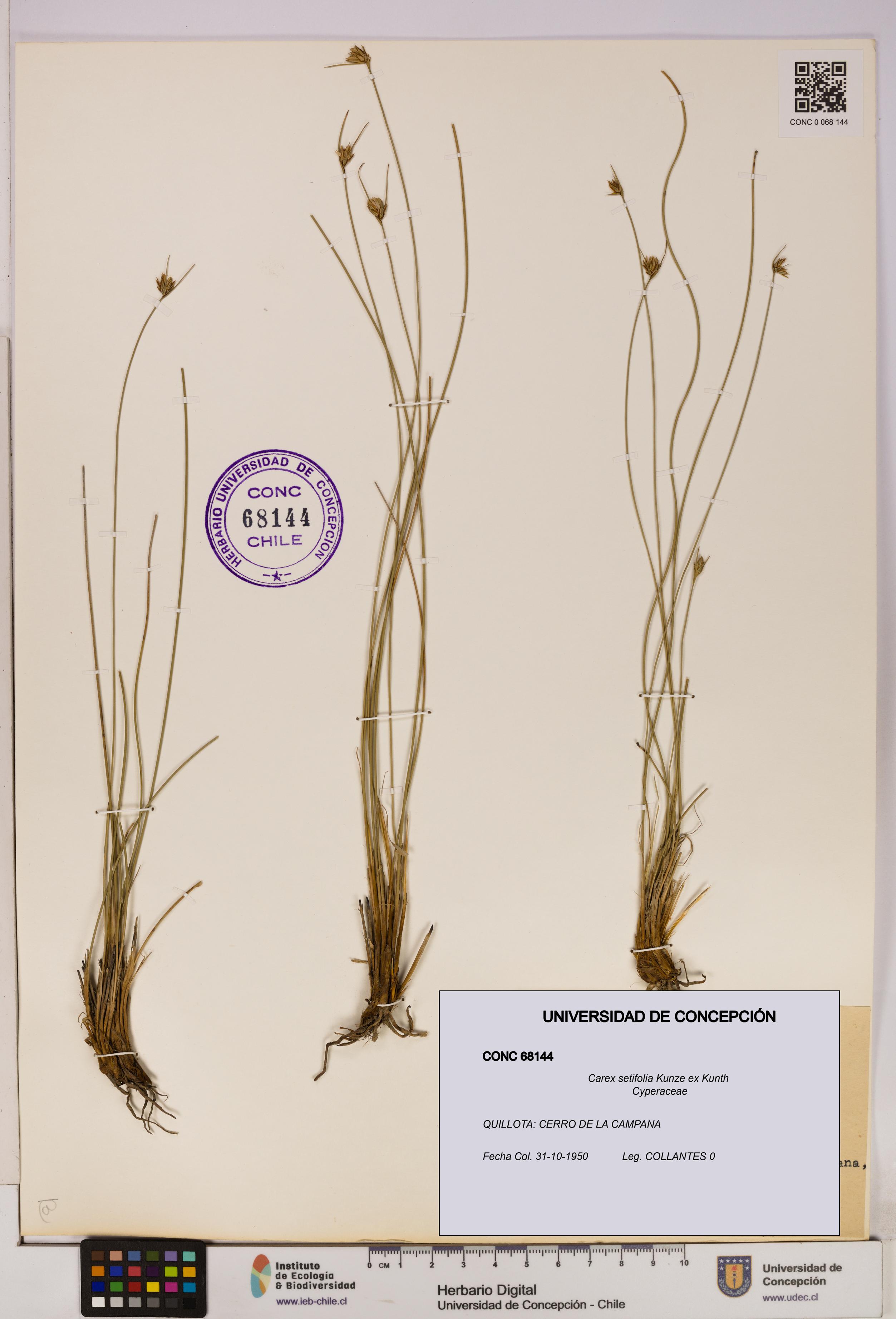 Carex setifolia [Espécimen: UDEC:CONC:0068144]