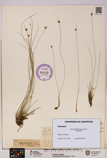 Carex setifolia [Espécimen: UDEC:CONC:0068145]