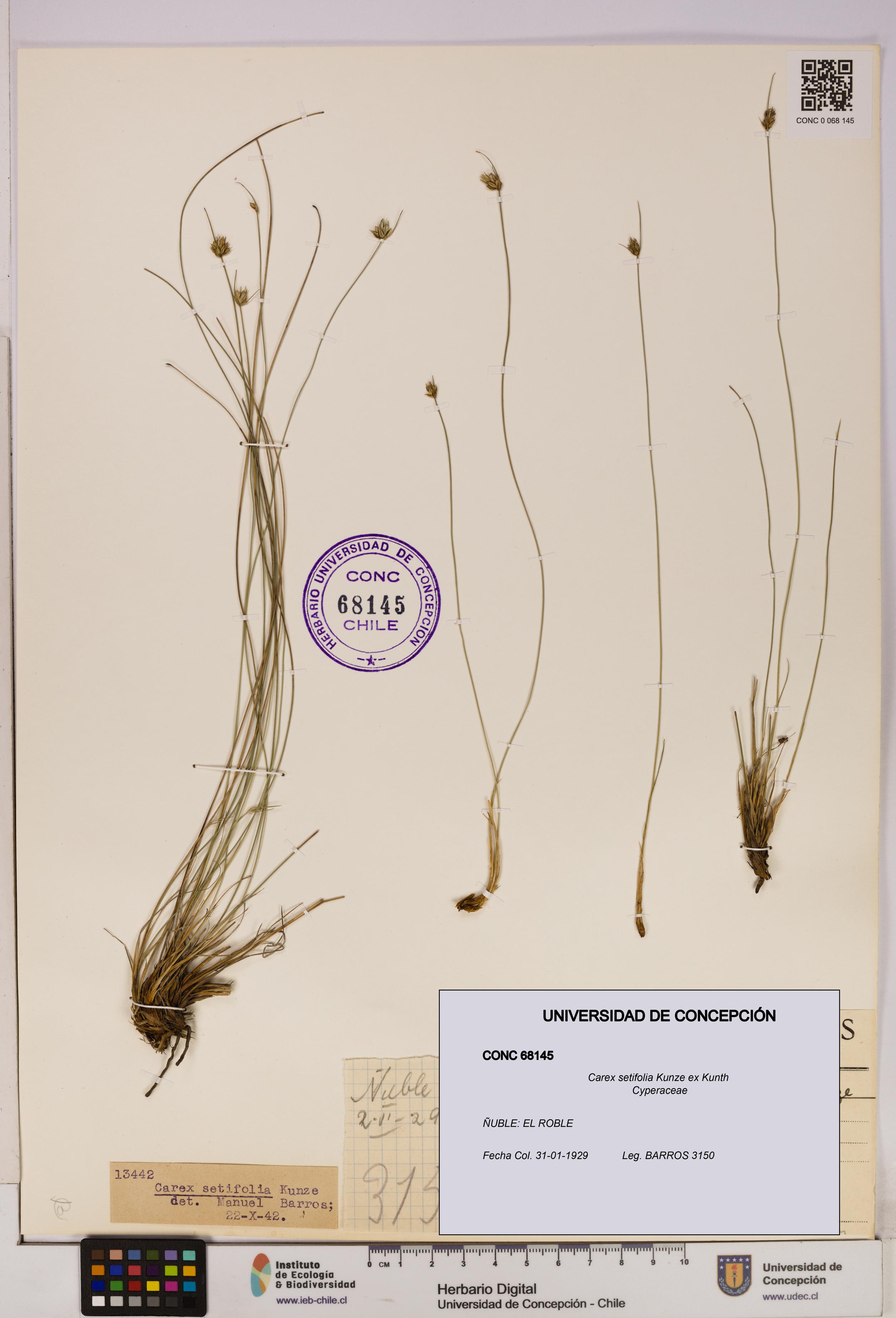 Carex setifolia [Espécimen: UDEC:CONC:0068145]