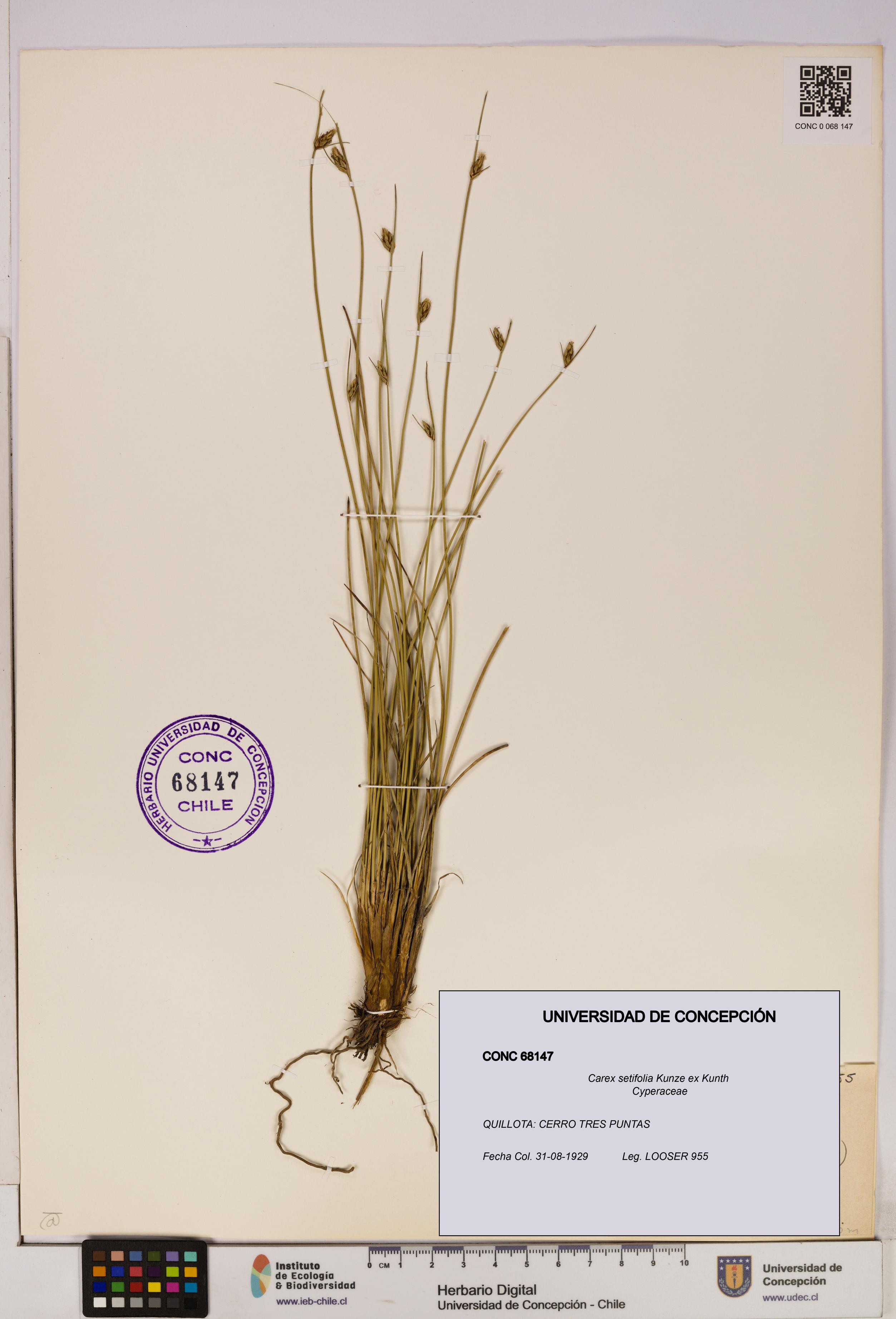 Carex setifolia [Espécimen: UDEC:CONC:0068147]