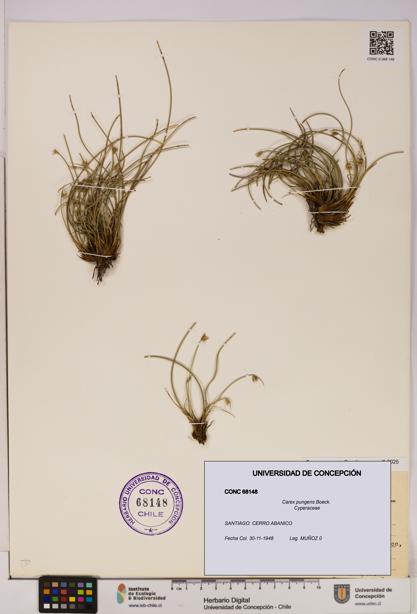 Carex pungens [Espécimen: UDEC:CONC:0068148]