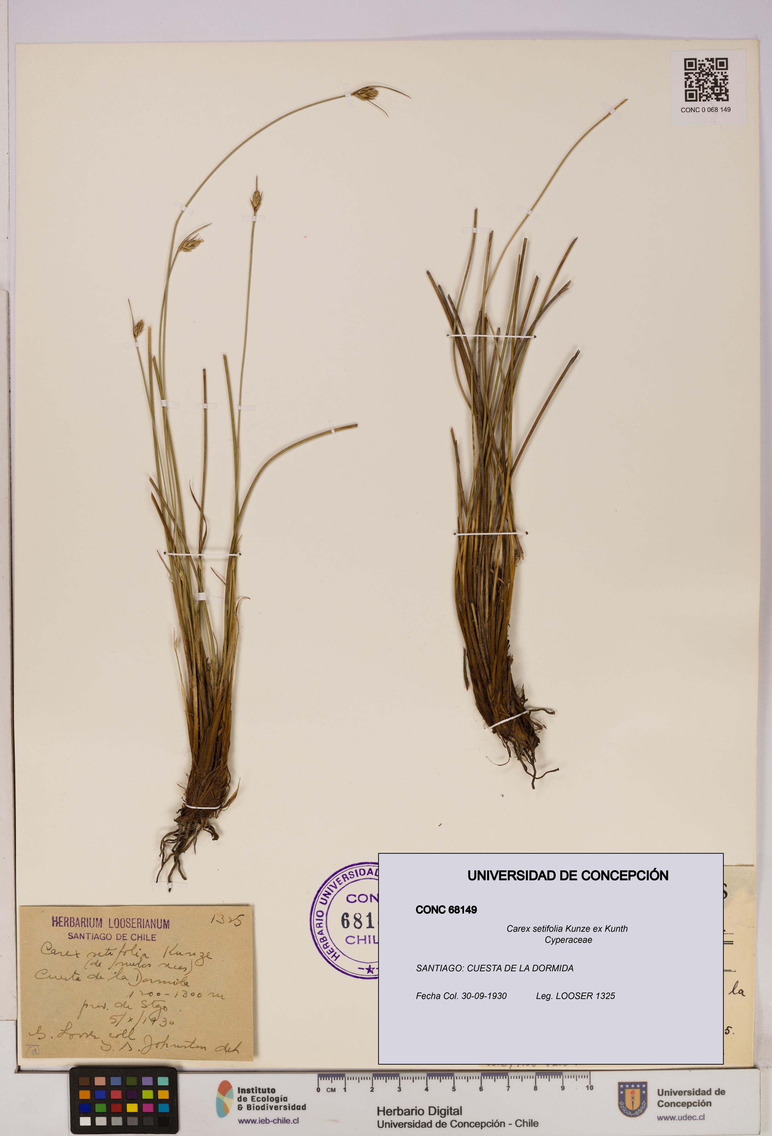 Carex setifolia [Espécimen: UDEC:CONC:0068149]